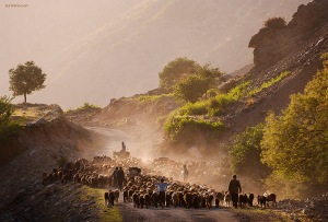 Узбекистан. Горы Сурхандарьинской области. Возвращение овец с горных пастбищ. ©Ernest Kurtveliev